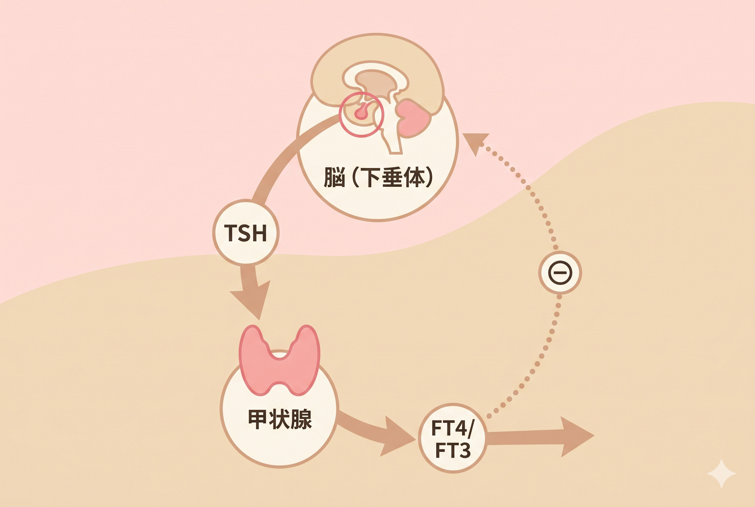 検査項目の役割を知る｜TSH・FT4・FT3とは