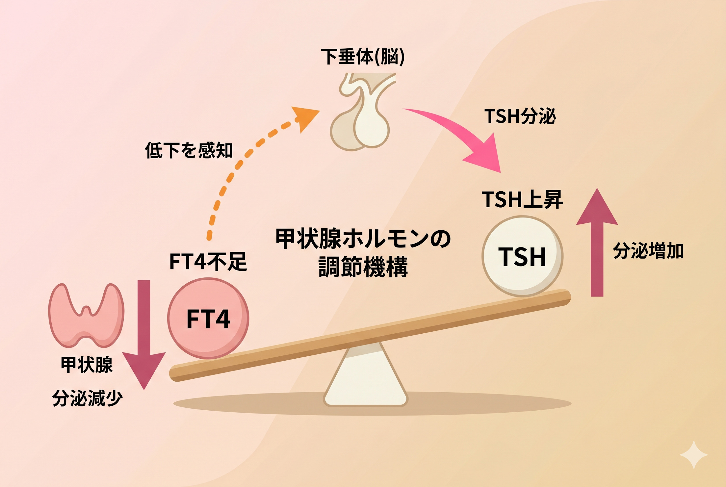 TSHとFT4の関係｜フィードバックループの仕組み