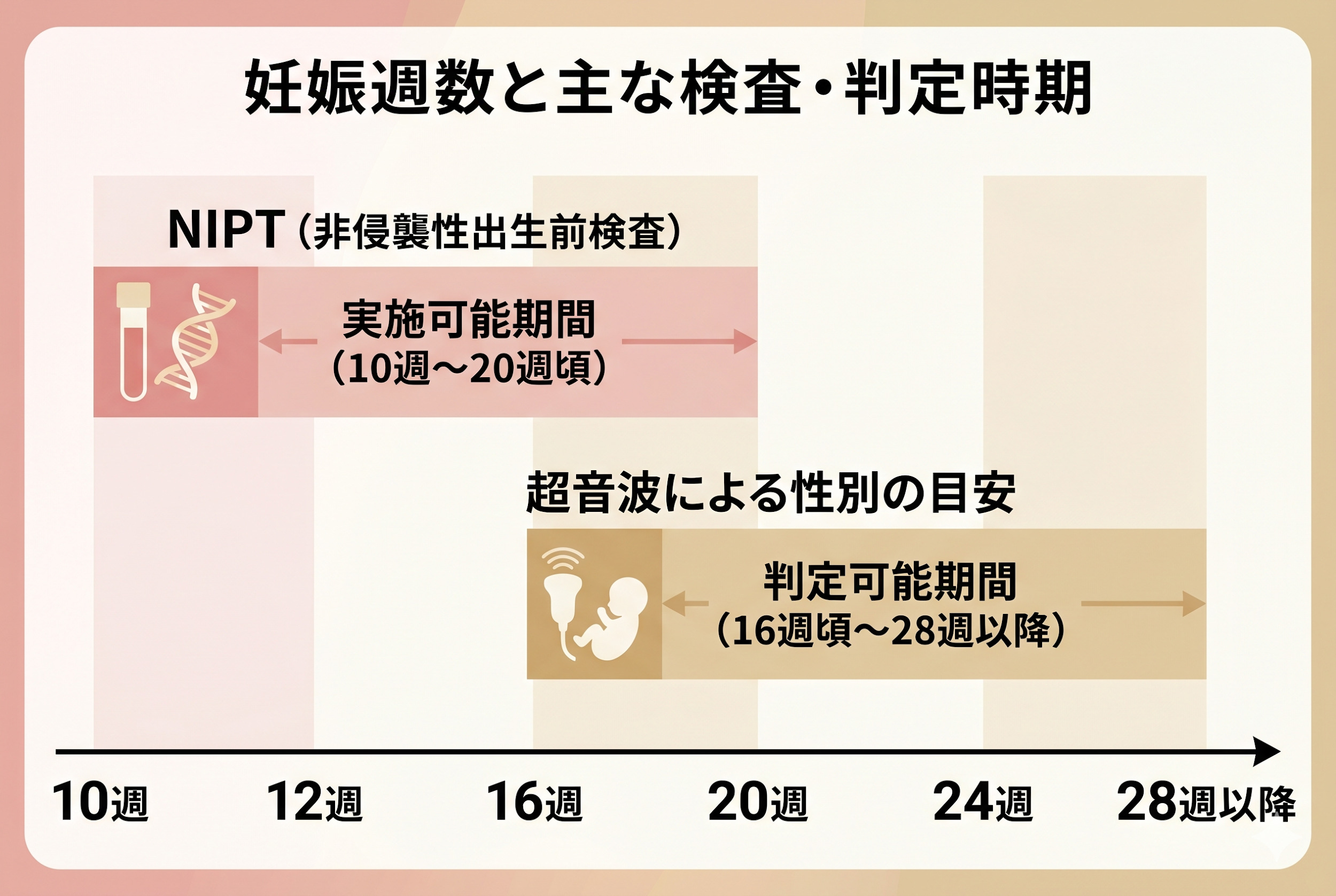 性別が分かる時期の目安｜何週ごろから？